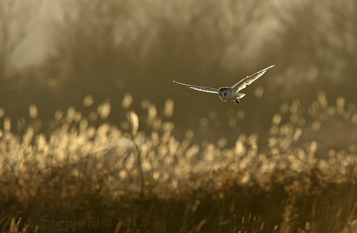 Barn Owl