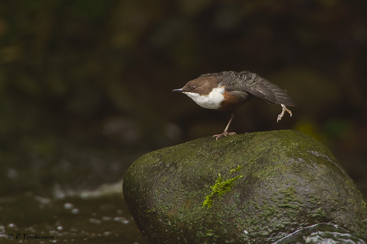 Dipper