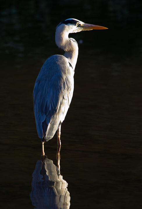 Heron