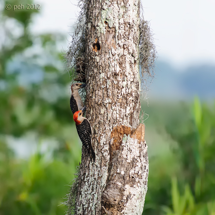 Woodpecker Intelligence