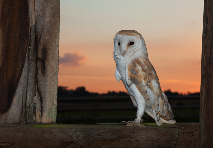 Sunset Barn Owl (C) & re post