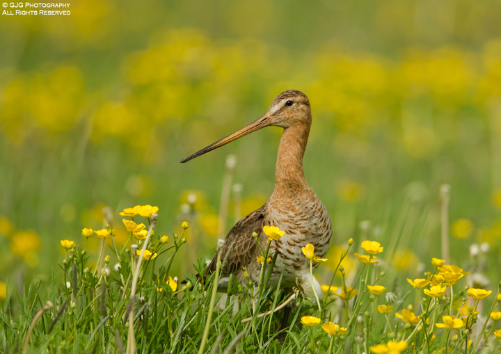 Black Tailed Godwit