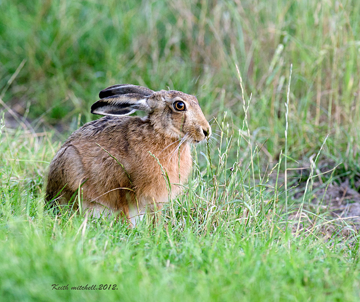 Hare.