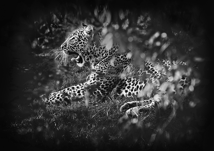 Camouflaged