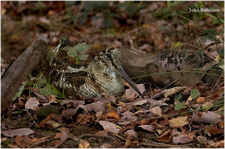 Woodcock