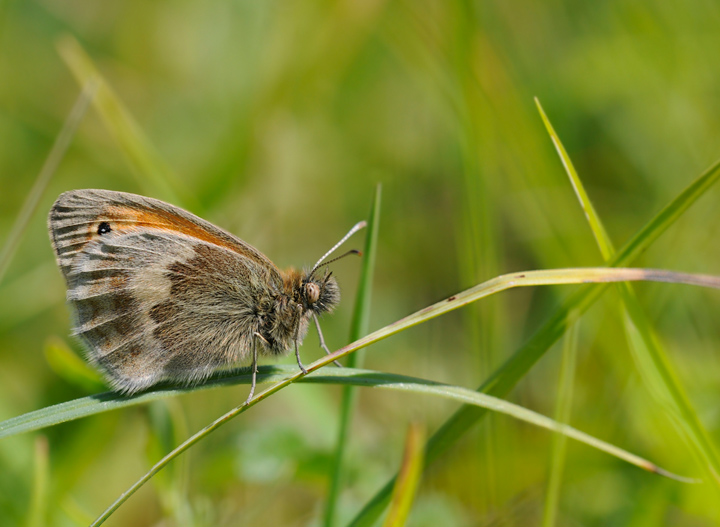 Small heath