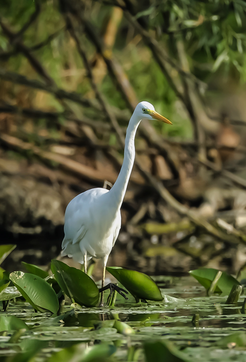 Great Egret Casmerodius albus