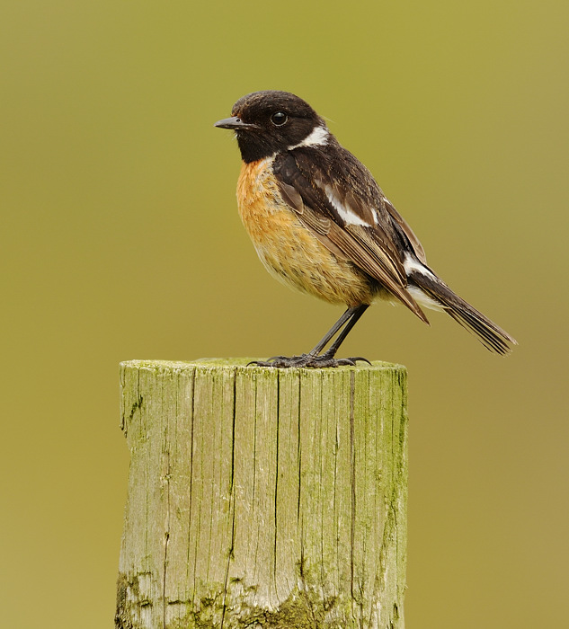 Stonechat
