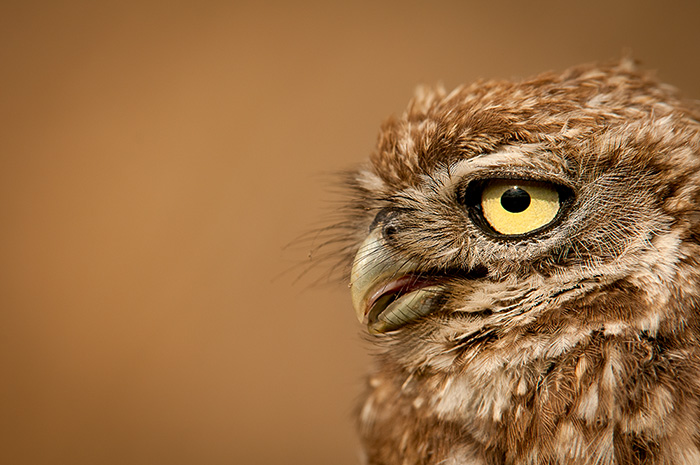 The eye has it