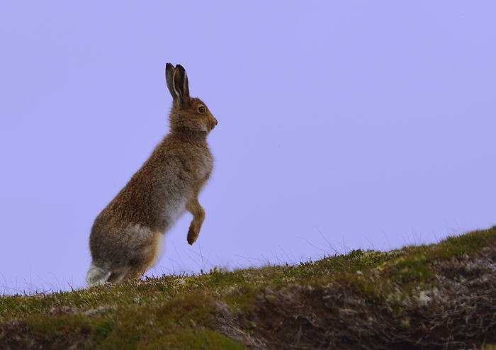 Hare raising experience!