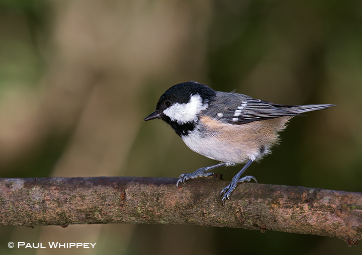 Coal tit