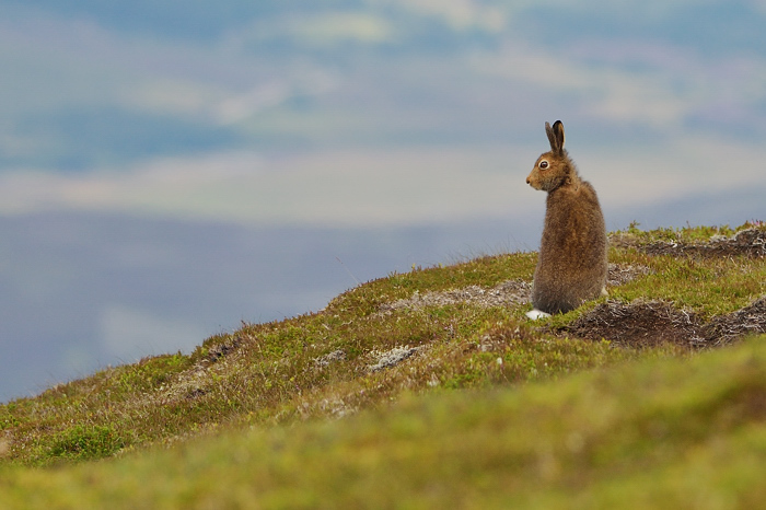 Hare again