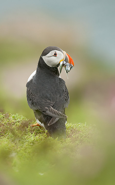 Puffin
