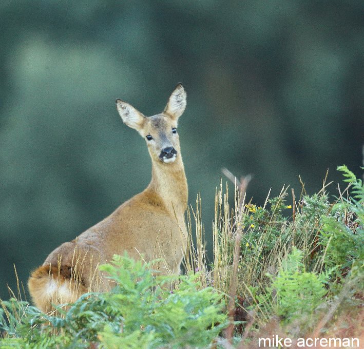 roe deer