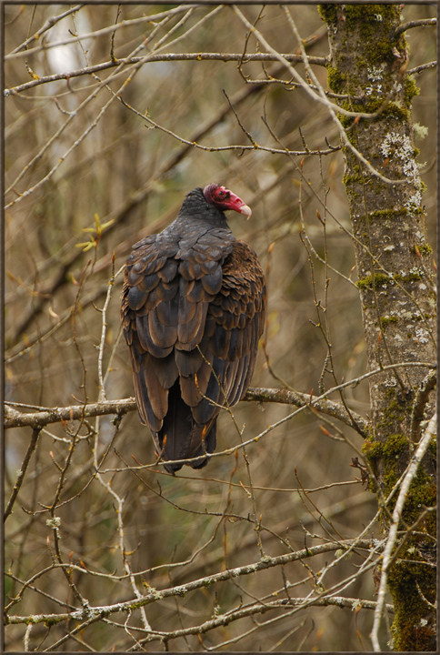 Sept 01 - Hug your vulture