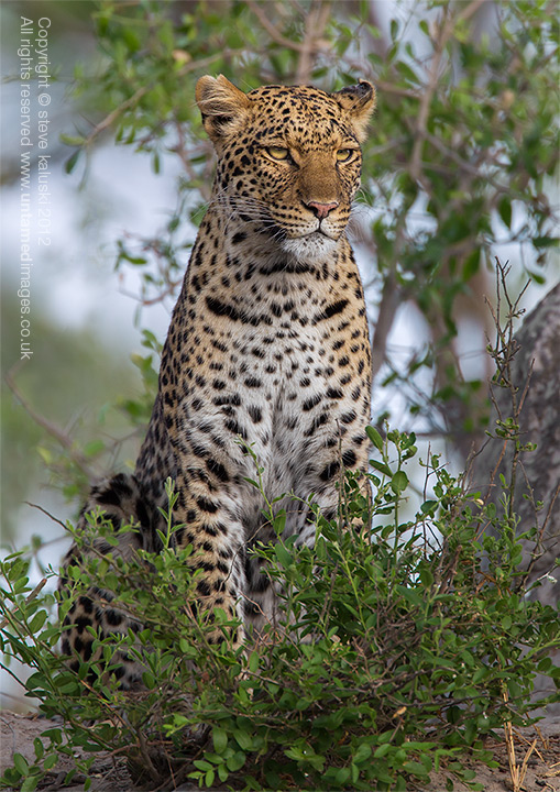On lookout