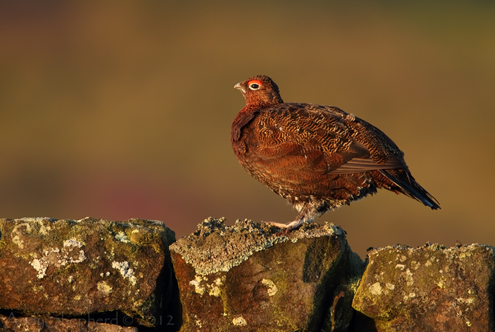 Red Grouse