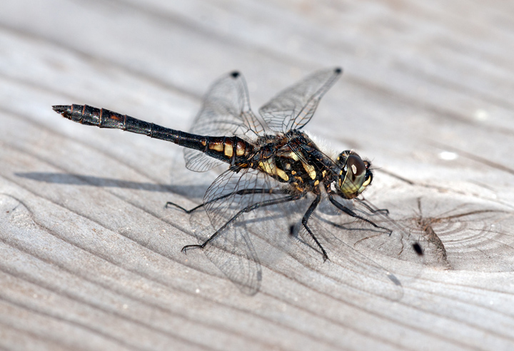 Black darter