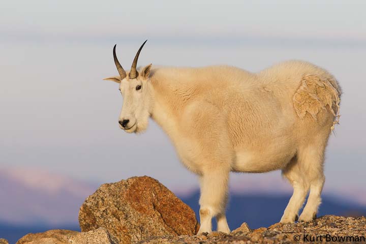 Mt Evans 