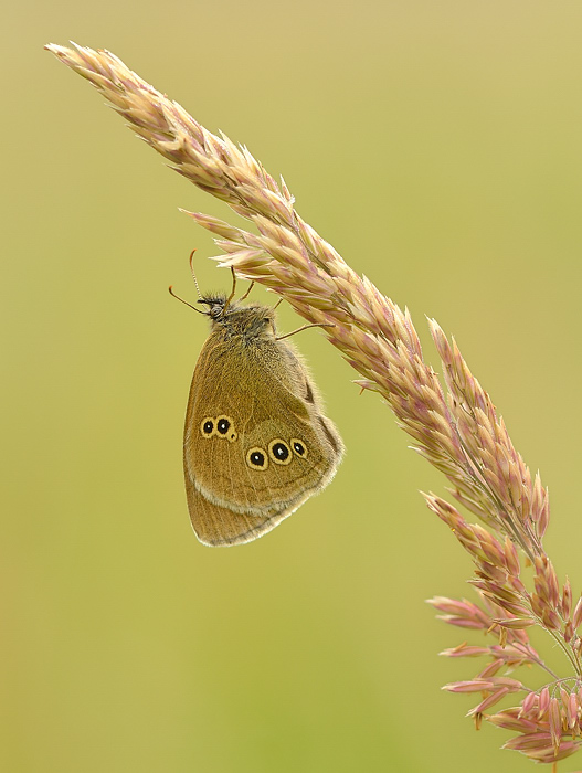 Ringlet portrait