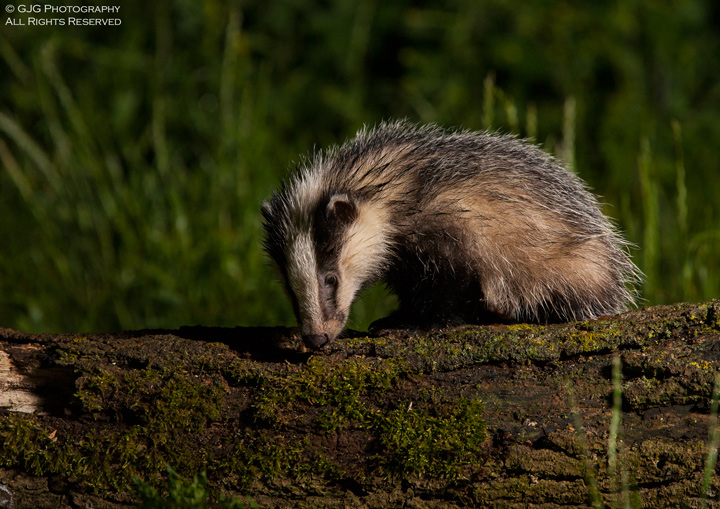Badger cub