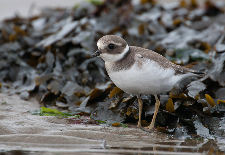 Juvenile ringed plover