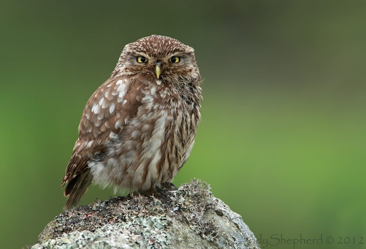 Little Owl