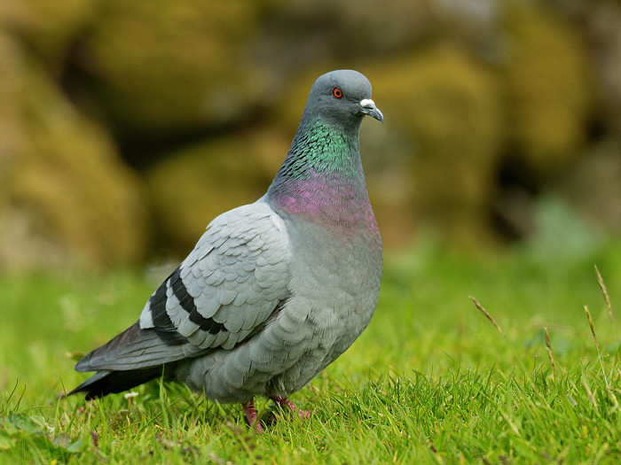 Rock Dove