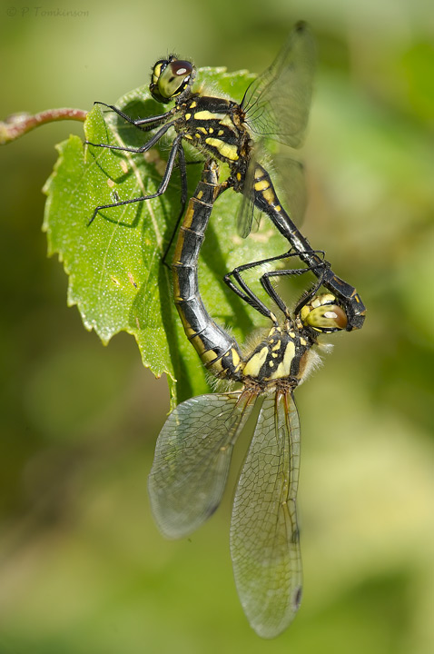 Black Darter