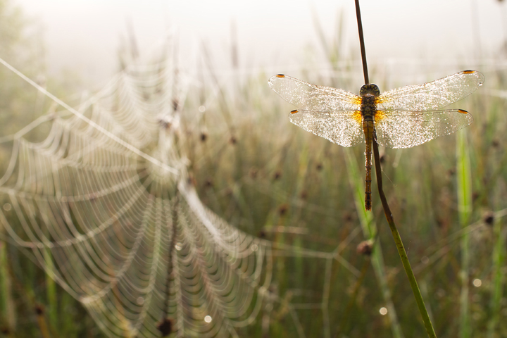 Dew Covered Darter