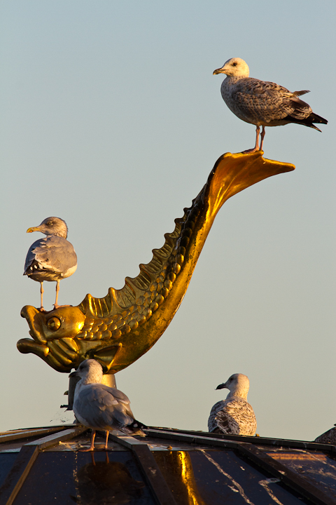 Fish with Gulls