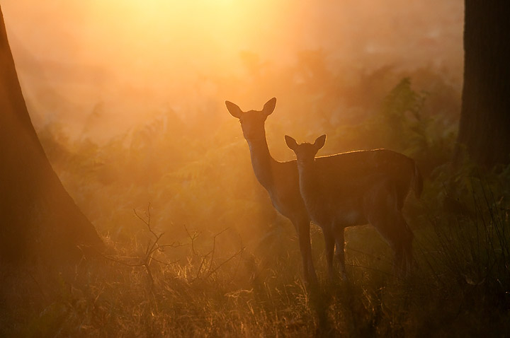 Fallow Deer with Fawn