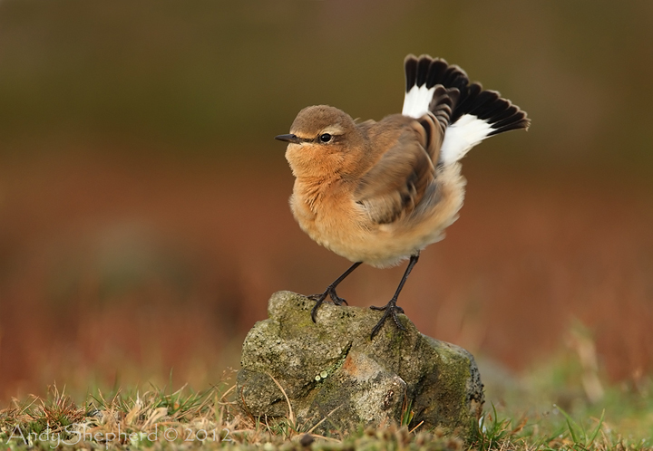 Wheatear