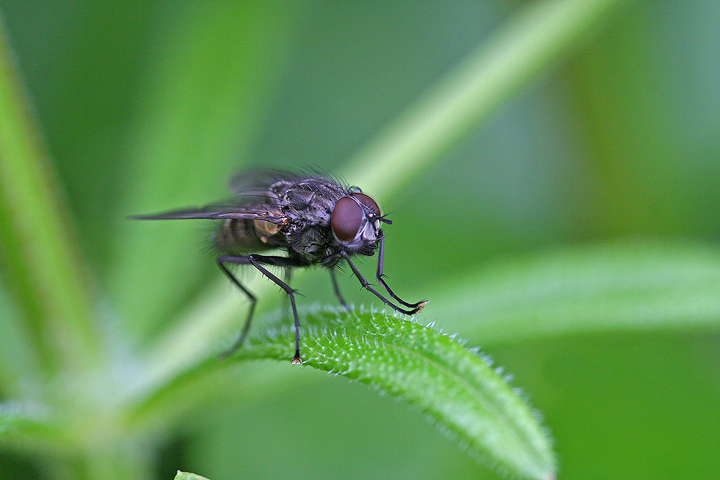 A fly with snow boots