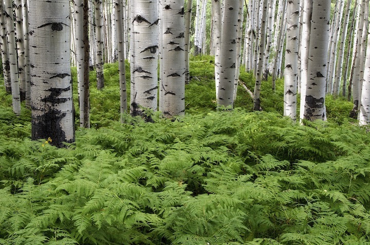 Sea of Green + repost