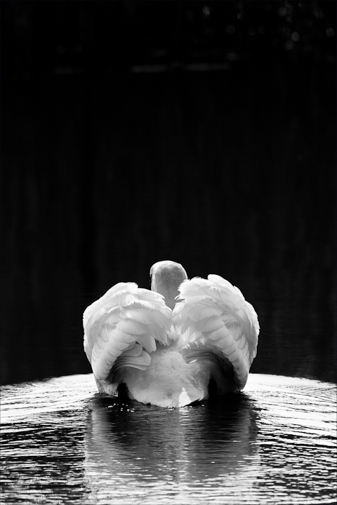 B/W Mute swan