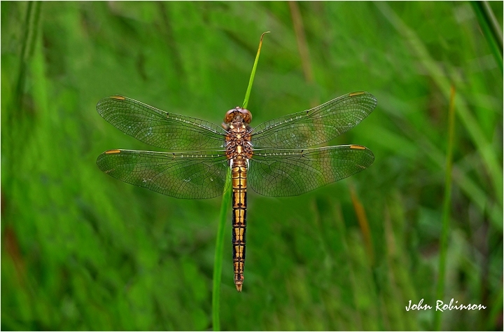 Keeled Skimmer female