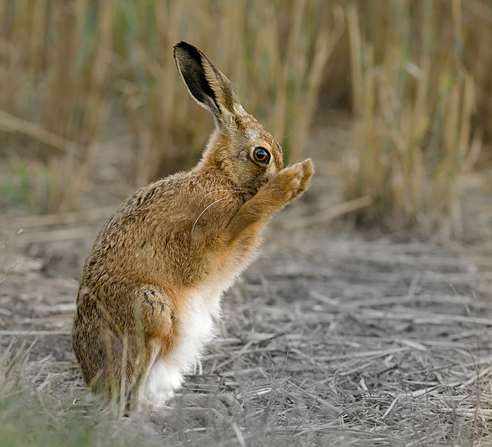Brown hare.