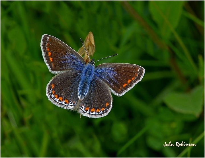 Common Blue