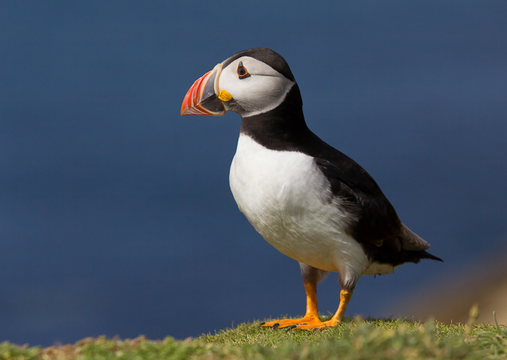Puffin
