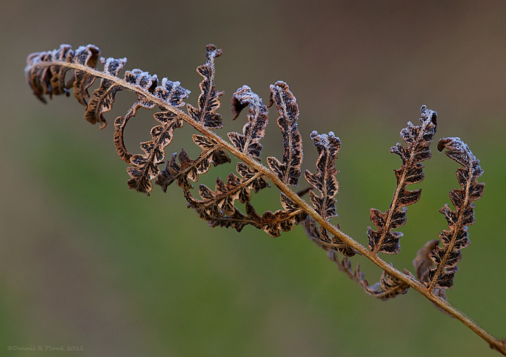 First Frost