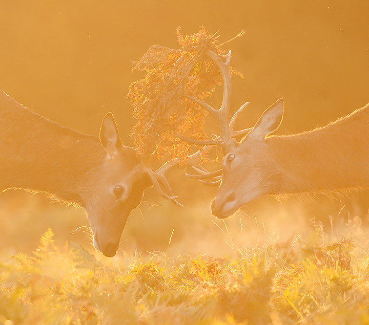 Red Deer Stags