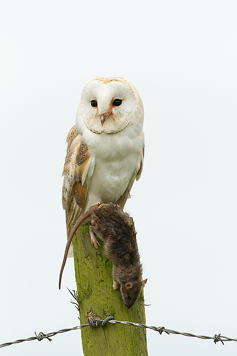 Barny Owl & Rat(C)