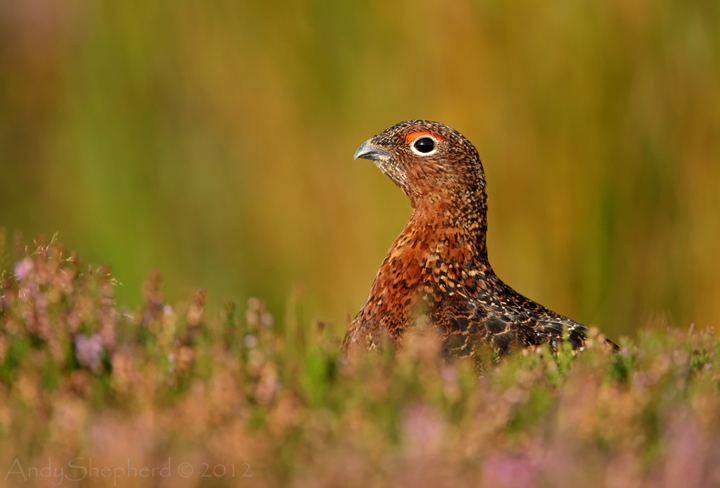 Red Grouse