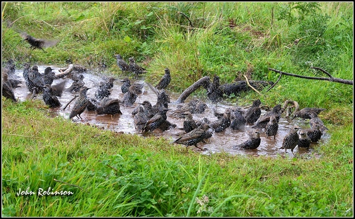 Need a bigger puddle ?