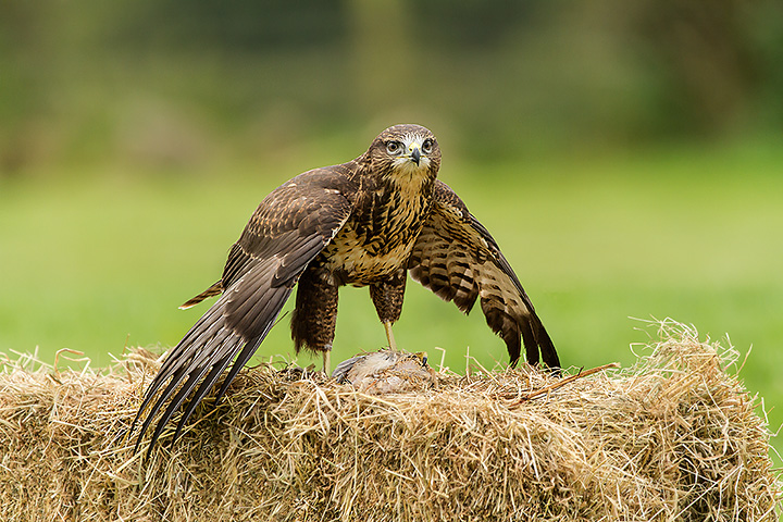 Mantling Buzzard(C)