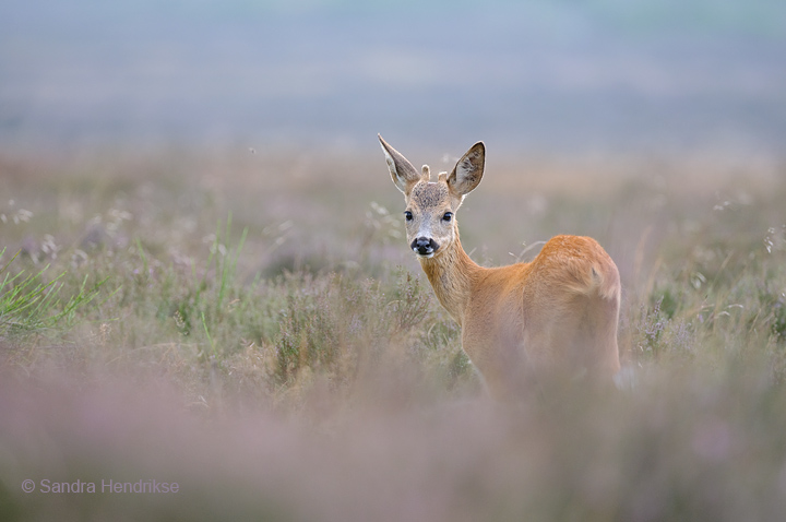Roe Deer