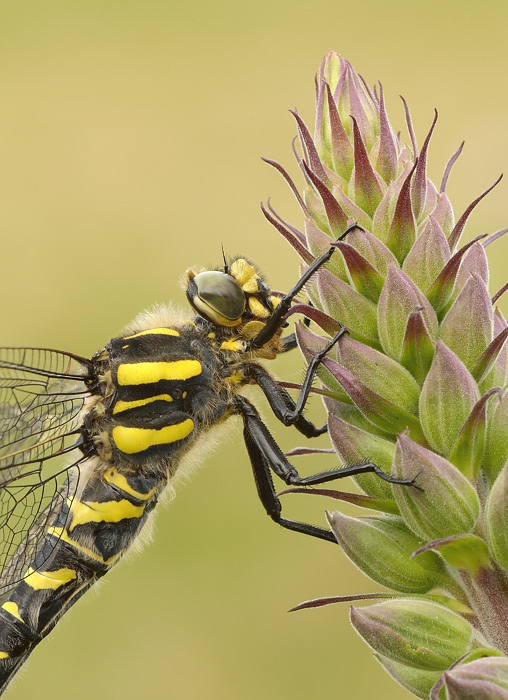 Golden ringed detail