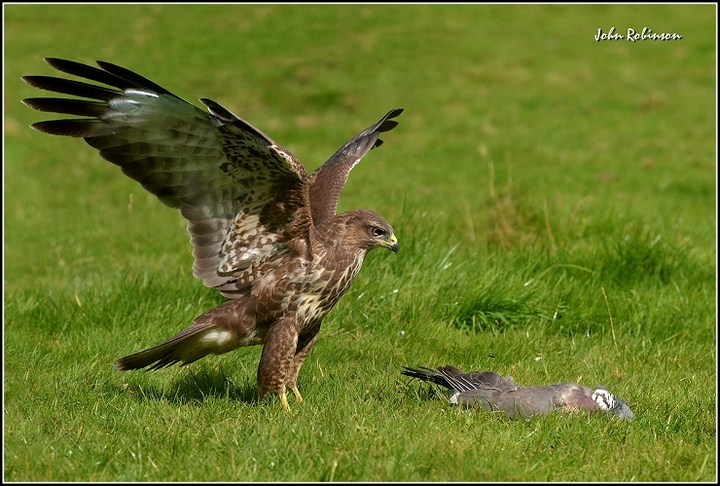 Buzzard (B)
