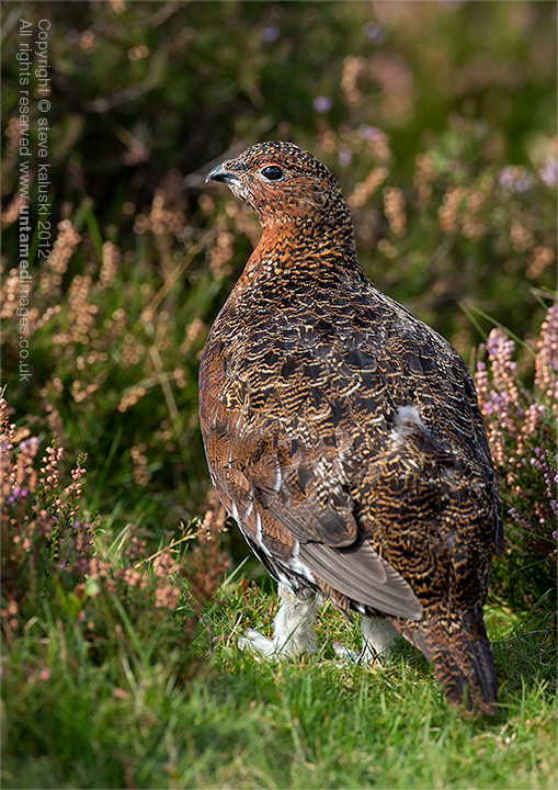 Red Grouse